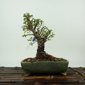~ O  14cm ɂꂯ₫ Ulmus parvifolia jPL gt j t Ϗܗp i i 
