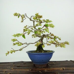 ~ y  16cm Ƃ݂ Corylopsis spicata gT~YL }TN t Ϗܗp i i