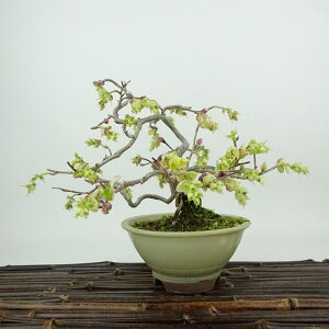 ~ y  16cm Ƃ݂ Corylopsis spicata gT~YL }TN t Ϗܗp i i