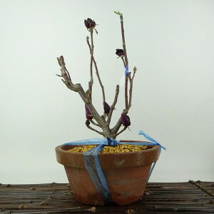 ~ ؘ@  26cm  Magnolia liliiflora N N N t Ϗܗp i 