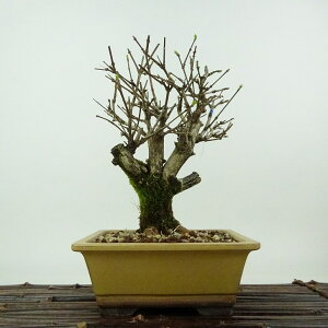~   19cm ɂ Premna japonica jICJGf N}cd t Ϗܗp i i 