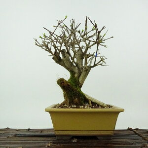 ~   19cm ɂ Premna japonica jICJGf N}cd t Ϗܗp i i 