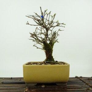~   16cm ɂ Premna japonica jICJGf N}cd t Ϗܗp i i 