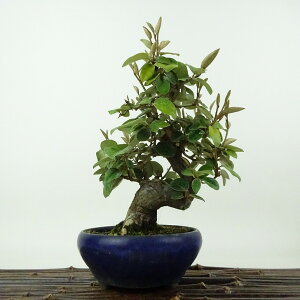 ~   18cm 񂮂 Elaeagnus JO~ O~ Ύ Ϗܗp i i