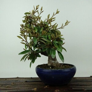 ~   20cm 񂮂 Elaeagnus JO~ O~ Ύ Ϗܗp i i