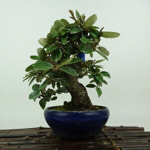 ~   16cm 񂮂 Elaeagnus JO~ O~ Ύ Ϗܗp i i