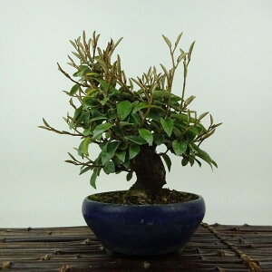 ~   18cm 񂮂 Elaeagnus JO~ O~ Ύ Ϗܗp i i