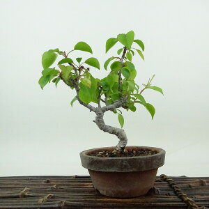 ~    13cm Ȃ Pyrus pyrifolia iV RiV   o iV t t Ϗܗp i i 