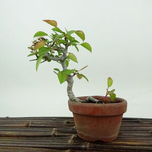 ~    12cm Ȃ Pyrus pyrifolia iV RiV   o iV t t Ϗܗp i i 
