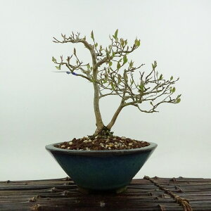 ~ P  16cm Ђ߂ Stewartia monadelpha qV coL iccoL t Ϗܗp i i 
