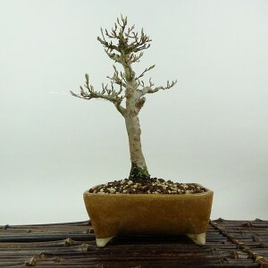 ~ P  17cm Ђ߂ Stewartia monadelpha qV coL iccoL t Ϗܗp i i 