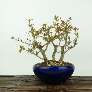 ~ Ξ  15cm  Punica granatum UN ~\nM UN t Ϗܗp i i 