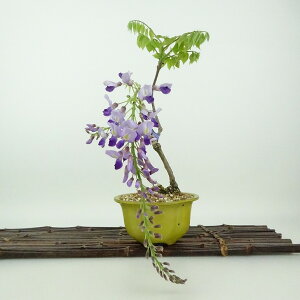 ~   24cm ӂ Wisteria floribunda tW TL  鐫 } tW t Ϗܗp i 