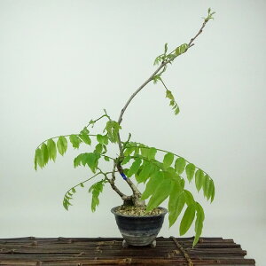 ~   28cm ӂ Wisteria floribunda tW 鐫 } tW t Ϗܗp i 