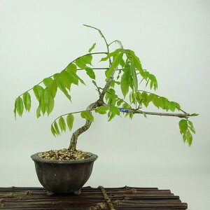 ~   24cm ӂ Wisteria floribunda tW 鐫 } tW t Ϗܗp i 