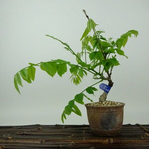 ~   20cm ӂ Wisteria floribunda tW 鐫 } tW t Ϗܗp i i  