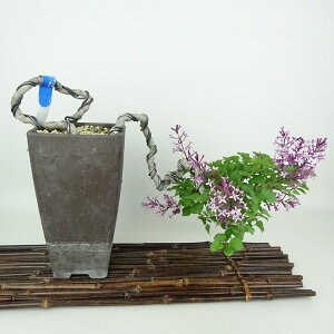 ~ CbN  ㉺ 25cm 炢 Syringa vulgaris NZC nVhC t Ϗܗp i