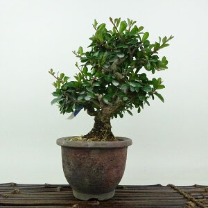 ~ j  17cm ͂܂ Maytenus diversifolia nc}TL 鐫 jVLM nc}TL Ύ Ϗܗp i i 