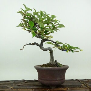 ~   23cm Ȃ Elaeagnus multiflora icO~ O~ t t Ϗܗp i 