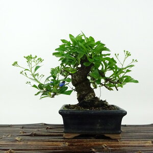 ~ sJT  12cm Pyracantha o Ύ Ϗܗp i i 