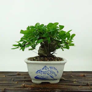 ~ sJT  10cm Pyracantha o Ύ Ϗܗp i i 