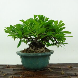 ~ sJT  13cm Pyracantha o Ύ Ϗܗp i i 