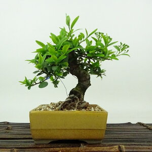 ~ sJT  14cm Pyracantha o Ύ Ϗܗp i i 