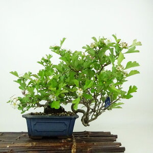 ~  Rq  ㉺ 19cm 񂴂 Crataegus cuneata TUV o TUV t Ϗܗp i i 