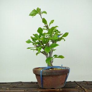 ~ ؘ@  30cm  Magnolia liliiflora N N N t Ϗܗp i 