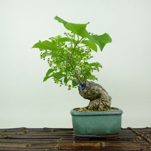 ~ ^|  14cm ܂ Euonymus sieboldianus }~ jVLM tLt Ϗܗp i i 