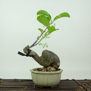 ~ ^|  18cm ܂ Euonymus sieboldianus }~ jVLM tLt Ϗܗp i i 