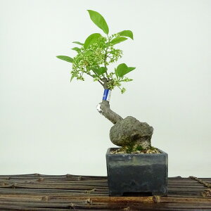 ~ ^|  20cm ܂ Euonymus sieboldianus }~ jVLM tLt Ϗܗp i i 