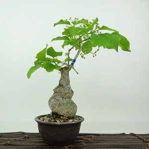 ~ ^|  24cm ܂ Euonymus sieboldianus }~ jVLM tLt Ϗܗp i 