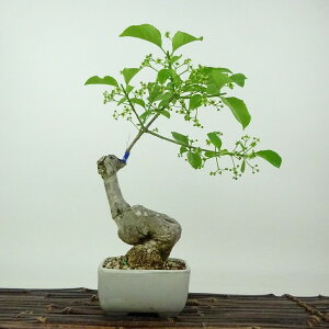 ~ ^|  22cm ܂ Euonymus sieboldianus }~ jVLM tLt Ϗܗp i 