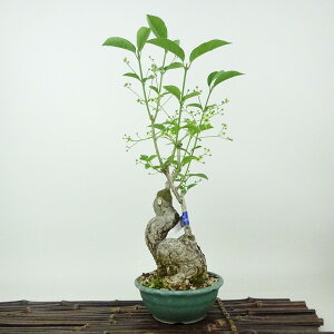 ~ ^|  32cm ܂ Euonymus sieboldianus }~ jVLM tLt Ϗܗp i 