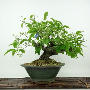 ~ ^|  38cm ܂ Euonymus sieboldianus }~ jVLM tLt Ϗܗp i