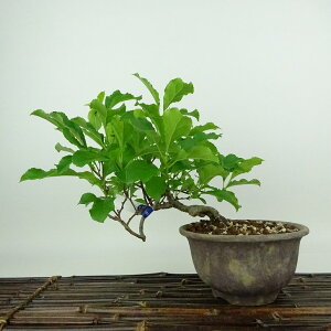 ~ ~[  18cm 邤߂ǂ Celastrus orbiculatus cEhL 鐫 jVLM cEhL t Ϗܗp i i 