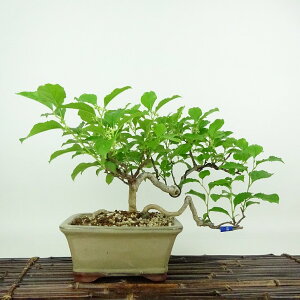 ~ ~[  18cm 邤߂ǂ Celastrus orbiculatus cEhL 鐫 jVLM cEhL t Ϗܗp i i 