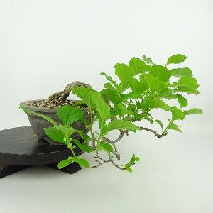 ~ ~[  ㉺ 18cm 邤߂ǂ Celastrus orbiculatus cEhL R 鐫 jVLM cEhL t Ϗܗp i i 