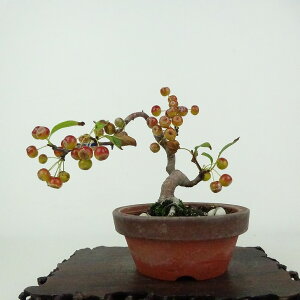 ~ C  10cm ǂ Malus micromalus JChE o t ӏܗp Ϗܗp i i