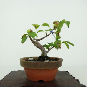 ~ C  10cm ǂ Malus micromalus JChE o t ӏܗp Ϗܗp i i 