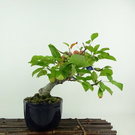 盆栽 冬林檎 樹高 約 18cm りんご Malus prunifolia リンゴ バラ科 リンゴ属 落葉樹 鑑賞用 観賞用 小品 現品 送料無料