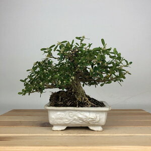 ~ pk   13cm  ^CcQ ѐA cQ Ύ ӏܗp Ϗܗp i i