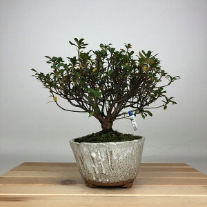 ~ H ͂Ȃт  16cm  Rhododendron indicum TcL ccW Ύ ӏܗp Ϗܗp i i