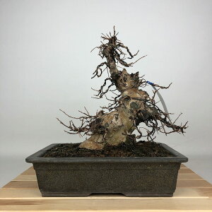 ~ Sg  23cm 邷ׂ Lagerstroemia indica TXx ~\nM TXx t ӏ Ϗܗp i