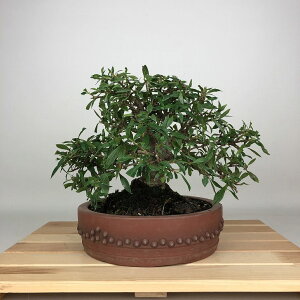 ~ q  20cm Ȃ Gardenia jasminoides N`iV AJl N`iV Ύ ӏ Ϗܗp i i