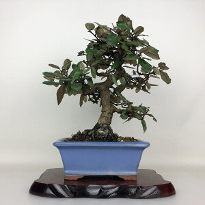 ~   29.5cm 񂮂 Elaeagnus JO~ O~ Ύ ӏܗp Ϗܗp i