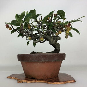 ~ C  16cm ǂ Malus micromalus JChE o t ӏܗp Ϗܗp i i