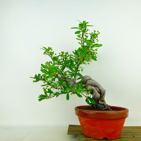 盆栽 ピラカンサ 樹高 約25cm Pyracantha 赤 実物 バラ科 常緑樹 観賞用 現品 送料無料