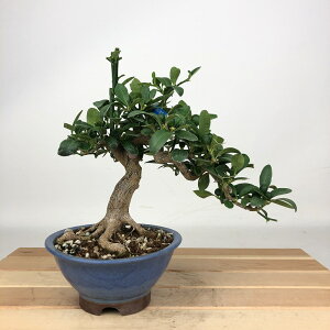 ~   18cm  Fortunella hindsii LY }LJ  ~J LJ Ύ ӏܗp Ϗܗp i i